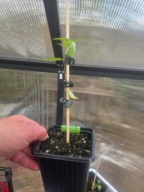 1 Pot Of Pomegranate Seedling Excellent Health Only About 3 Inch Tall